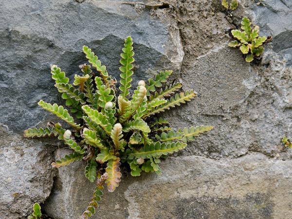 <h3><a href="/trips/ebro/biota/plantae/tracheophyta/polypodiopsida/polypodiales/aspleniaceae/asplenium ceterach/asplenium ceterach-nl.html">Asplenium&nbsp;ceterach</a> / Rustyback / Schubvaren</h3>OM-1 Mark II met OLYMPUS M.12-100mm F4.0, 1/80 sec  bij F4.0, ISO 200, afstand 1.3&nbsp;m